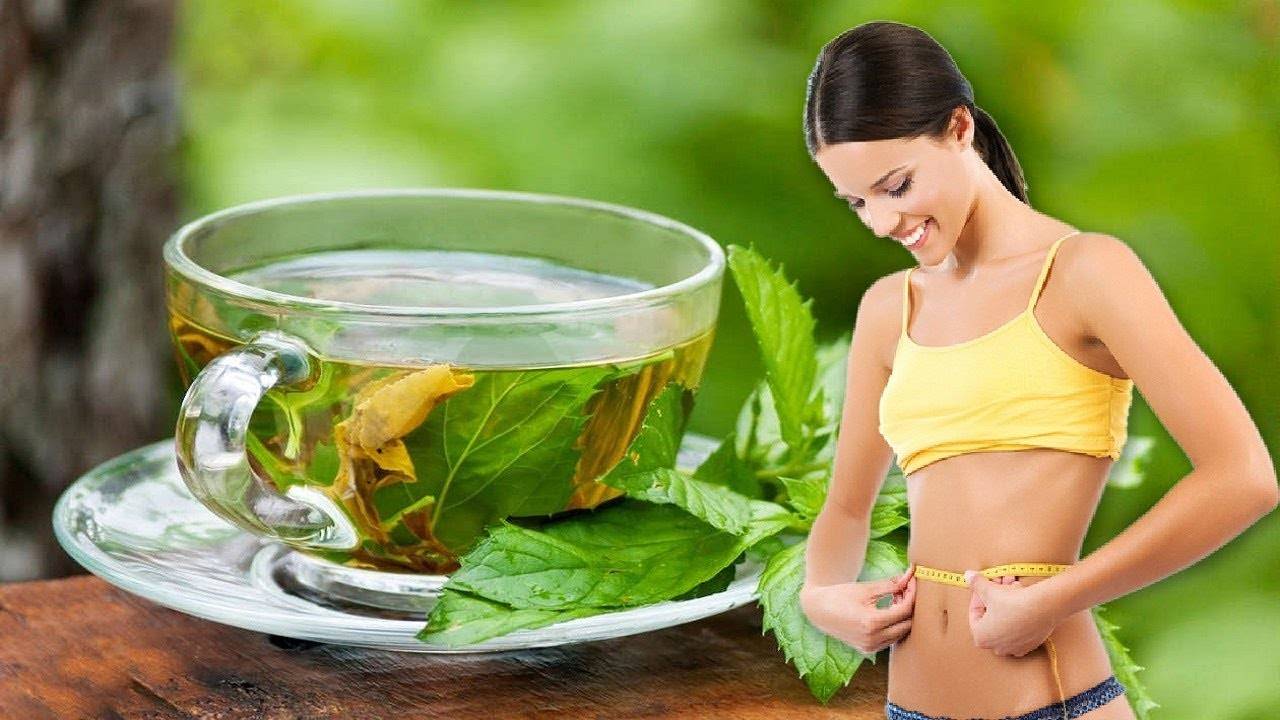 Зеленый чай способствует похудению? правда или миф?