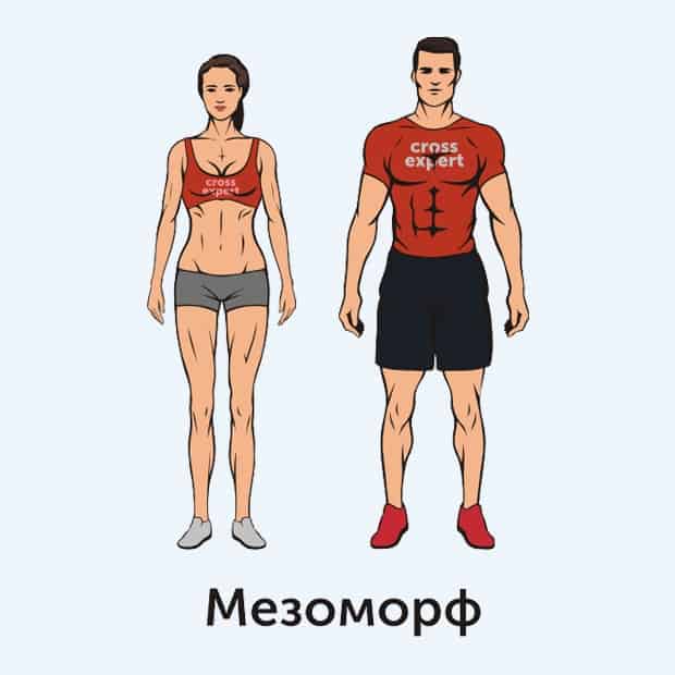 Тренировки и питание по типу телосложения: эктоморф, мезоморф, эндоморф
