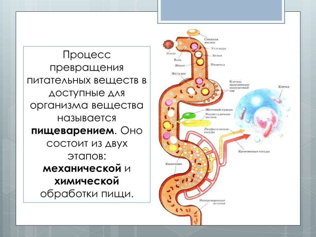 Пищеварительная система - строение, органы и процесс пищеварения (биология, 8 класс) — природа мира