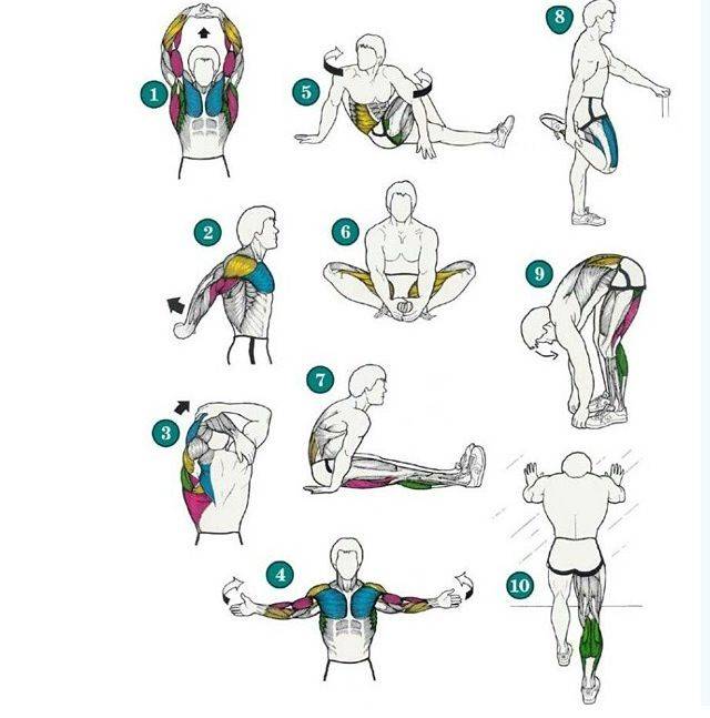 Растяжка после силовой тренировки: можно ли делать стретчинг до занятий, зачем он нужен, упражнения на мышцы спины или ног
