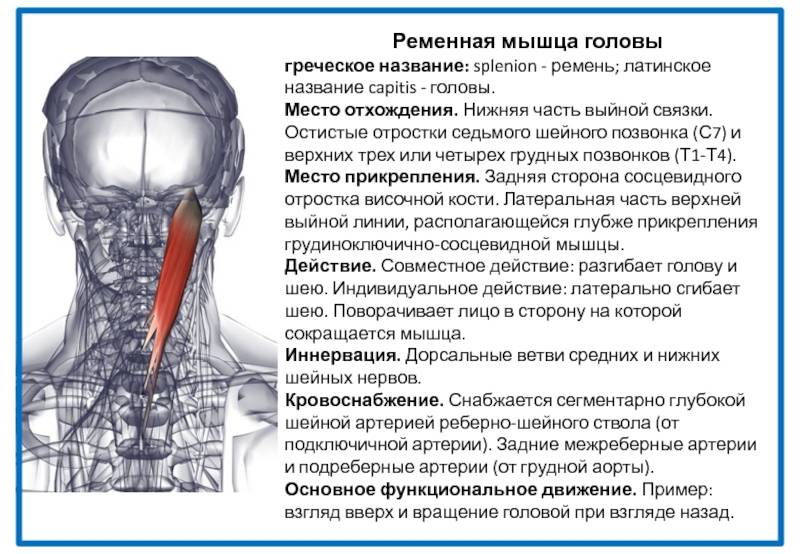 Болит шея при наклоне головы | сеть клиник «здравствуй!»