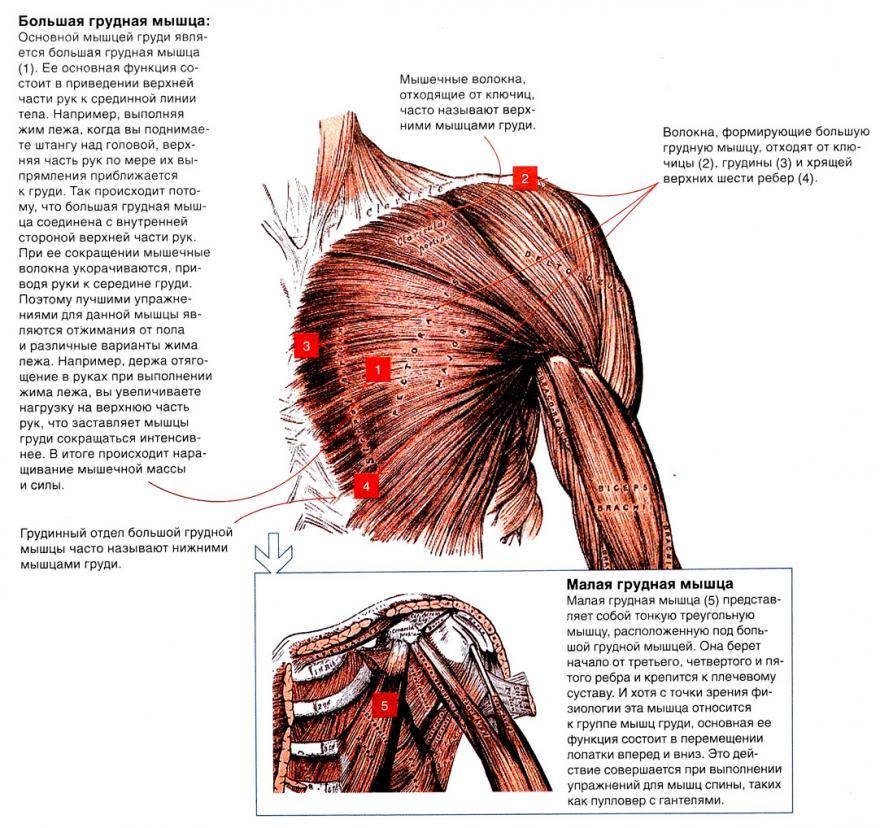 Развитие мускулатуры грудных мышц проект