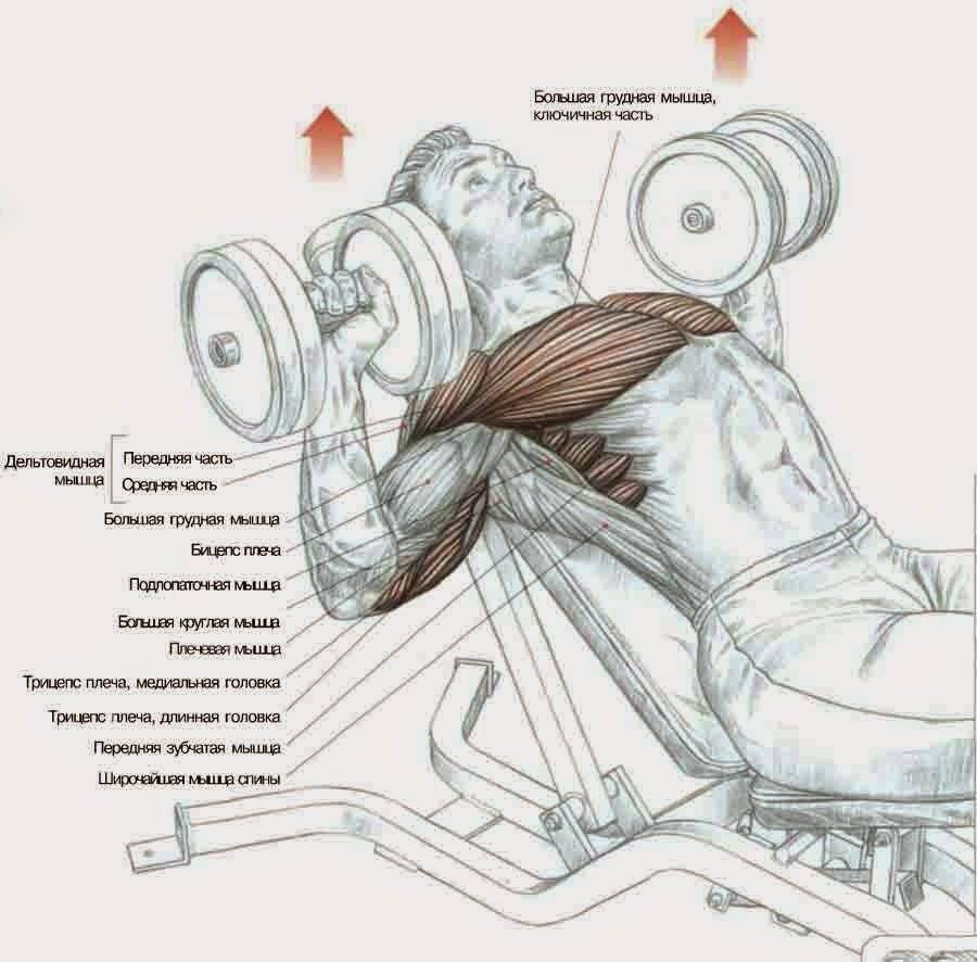 с какими мышцами лучше качать грудь фото 61