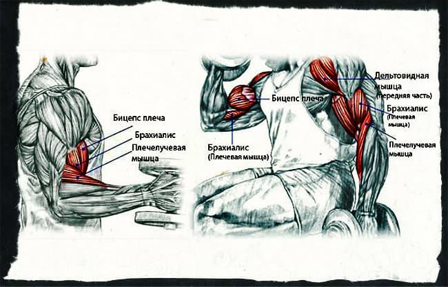 Анатомия мышц рук (бицепсов и трицепсов): все тонкости и секреты
