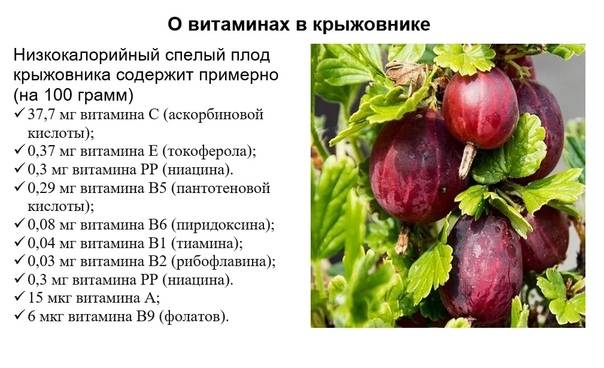 Крыжовник - польза и вред, состав и калорийность ягод