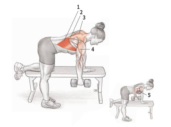 Упражнения на спину с гантелями: как накачать спину гантелями