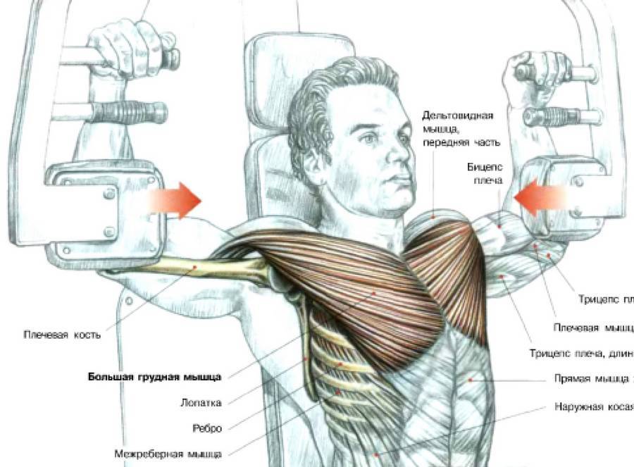 Как накачать верхнюю часть грудных мышц –  комплекс упражнений | rulebody.ru — правила тела