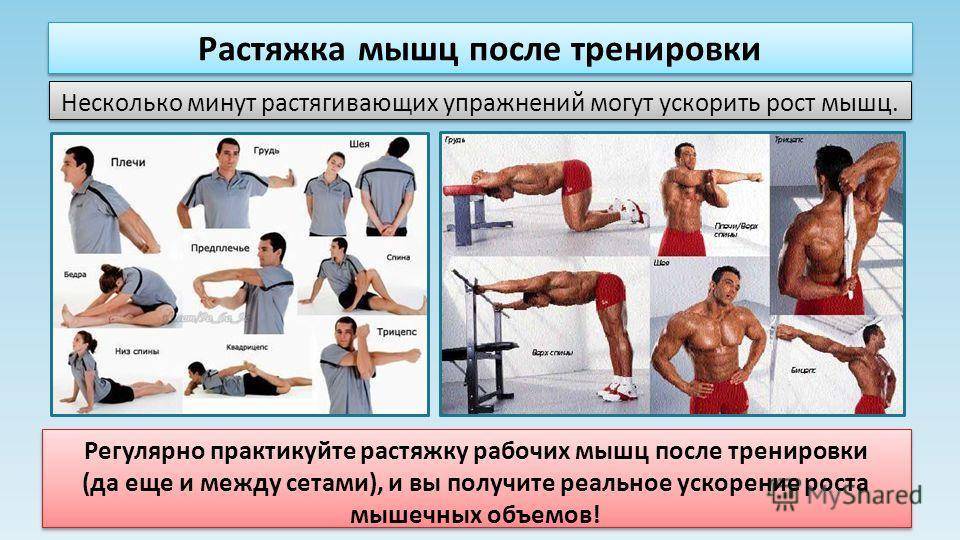 Упражнения на растяжку, или расти мышца большая и очень большая. 
упражнения на растяжку, или расти мышца большая и очень большая.