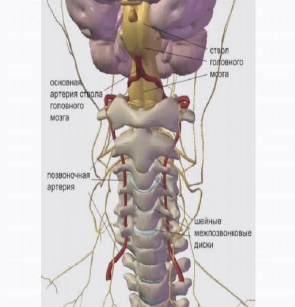 Лечение защемления нерва в грудном отделе позвоночника. Блуждающий нерв в шейном отделе позвоночника. Защемление нерва шейного отдела. Нервы шейного отдела позвоночника.