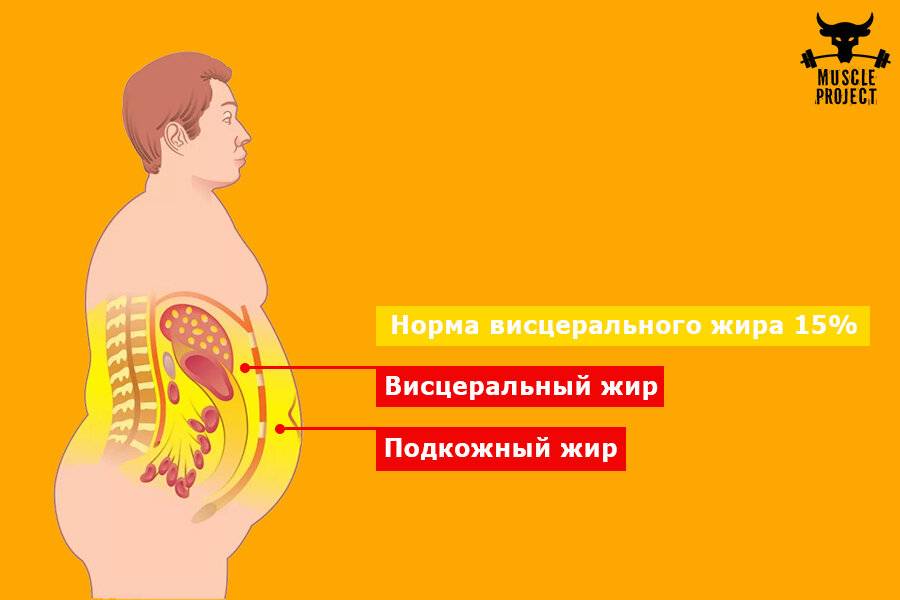 Почему жир на животе самый опасный для здоровья?