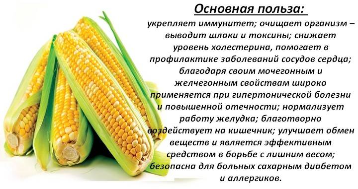 Кукуруза - польза и вред, состав, калорийность, описание растения и плода
