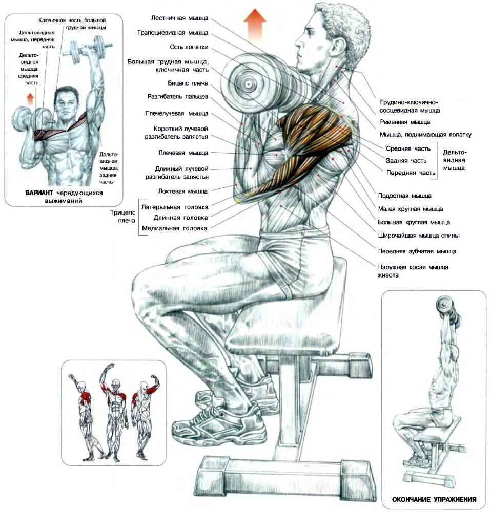 Жим арнольда: техника выполнения, стоя и сидя, какие мышцы работают, видео