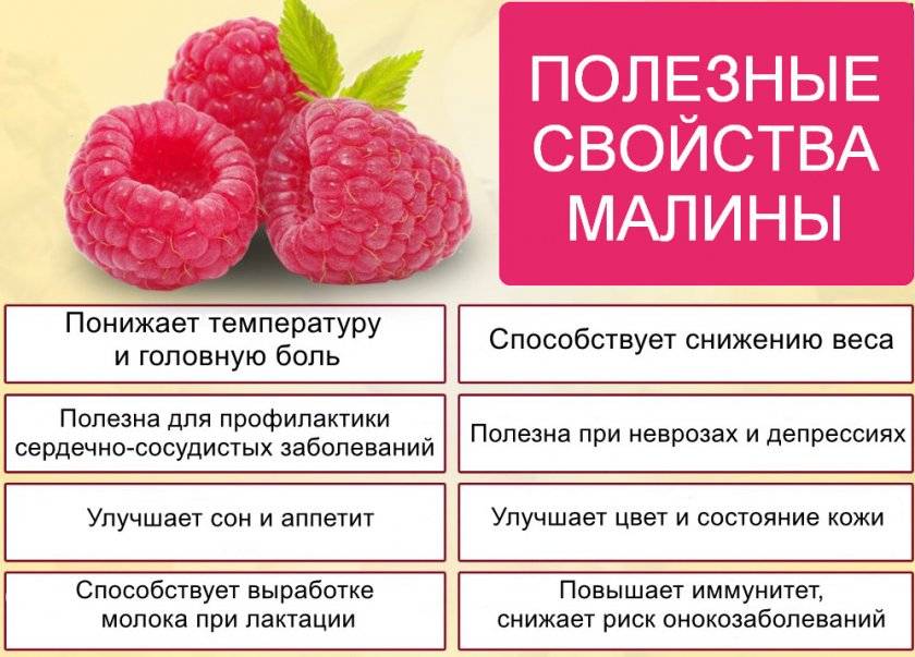 Малина – низкокалорийная и полезная ягода