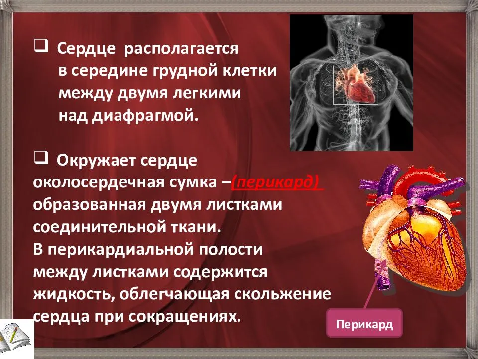 Функциональная диагностика сердечно-сосудистой системы в амбулаторной практике