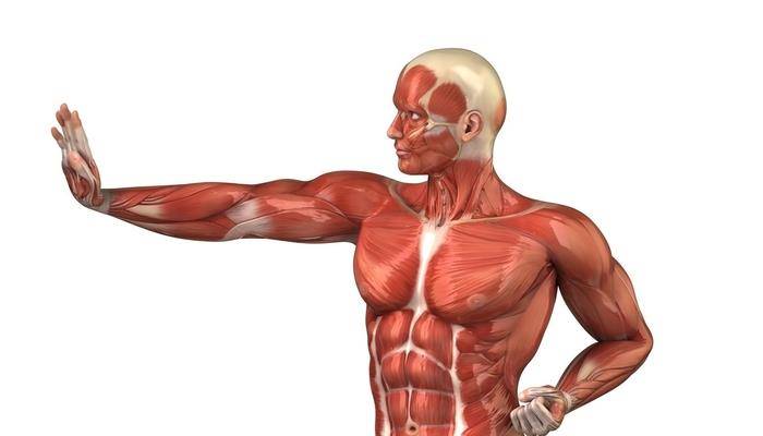 Какая мышца в теле человека самая сильная