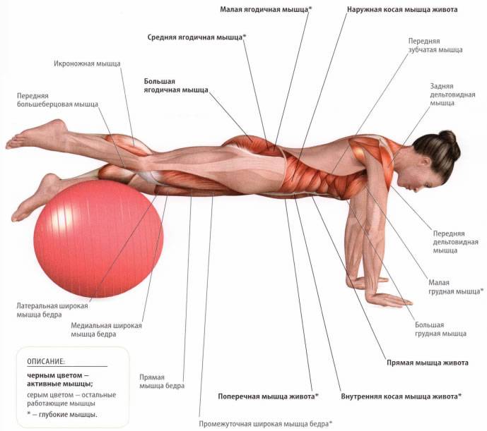 Какие мышцы работают при планке? какой эффект от упражнения ?