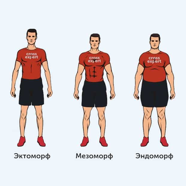 Как узнать какое у тебя телосложение: как определить кто ты эктоморф мезоморф эндоморф?