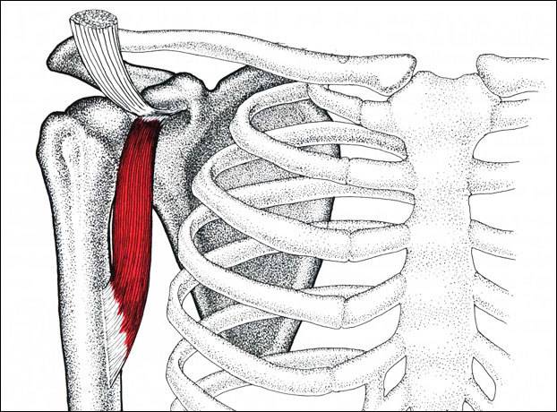 Артроскопия плечевого сустава – операция в цэлт