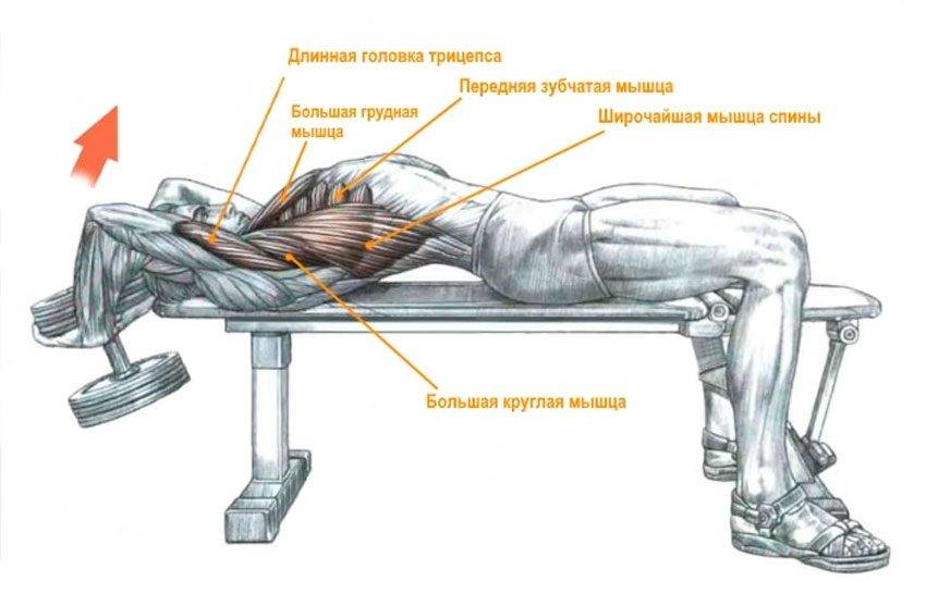 Упражнения для спины: комплекс для тренировки мышц спины