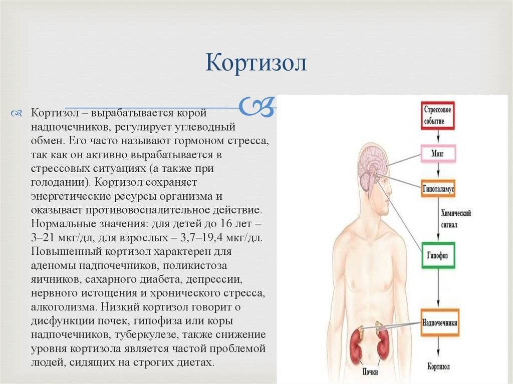 Презентация гормоны стресса