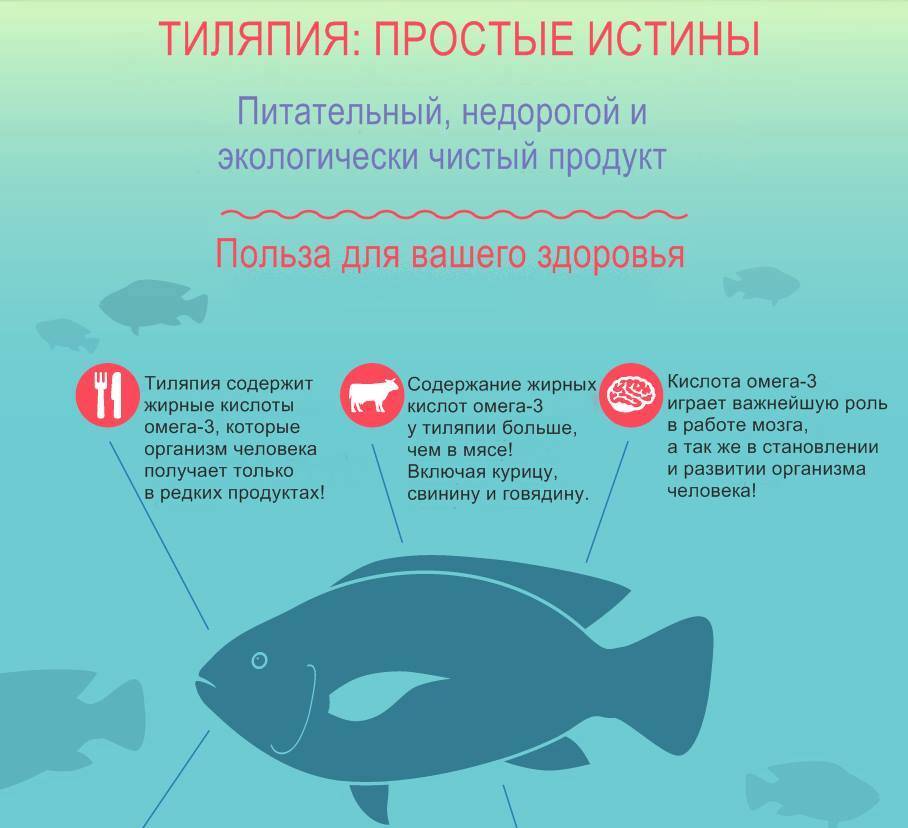 Рыба тилапия: что за рыба, польза и вред, рецепты приготовления