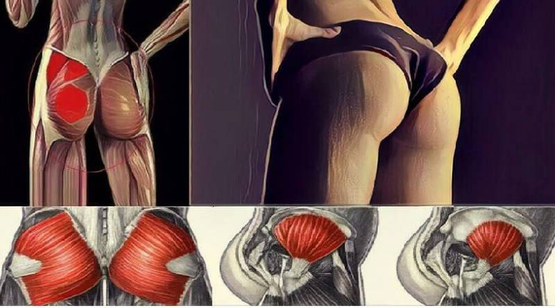 Область распространения болей от малой ягодичной мышцы