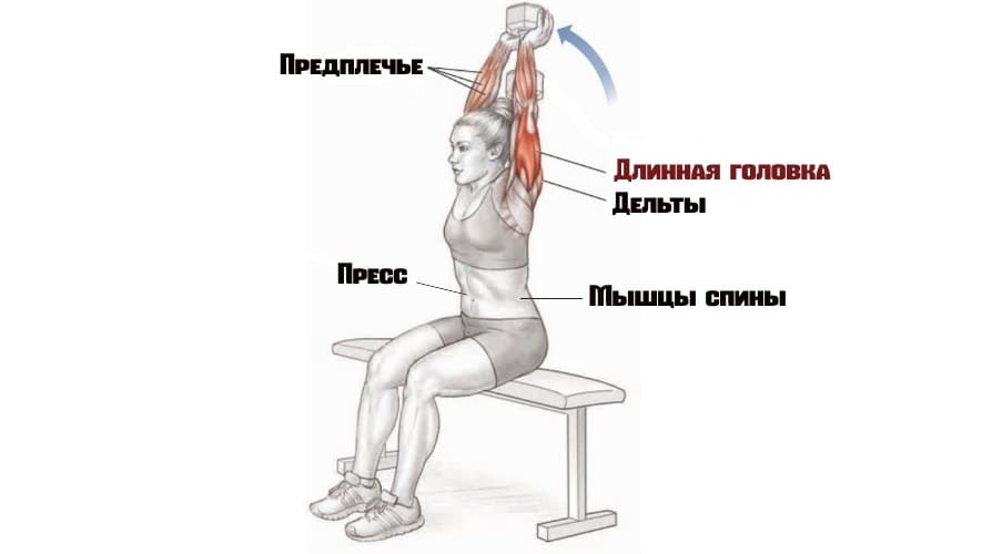 Комплекс лучших базовых и изолирующих упражнений на трицепсы | rulebody.ru — правила тела
