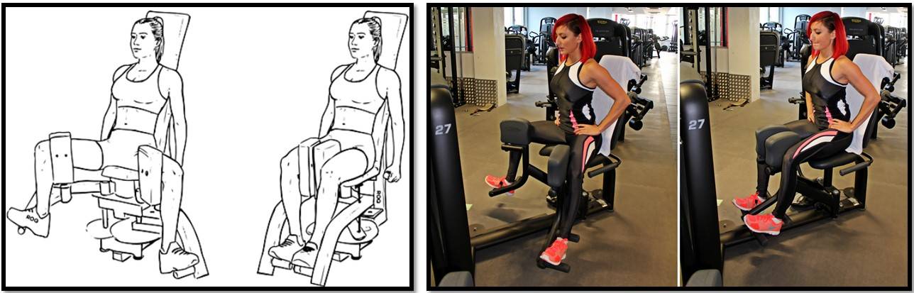 Сведение ног в тренажере сидя: какие мышцы работают, техника выполнения для женщин и мужчин