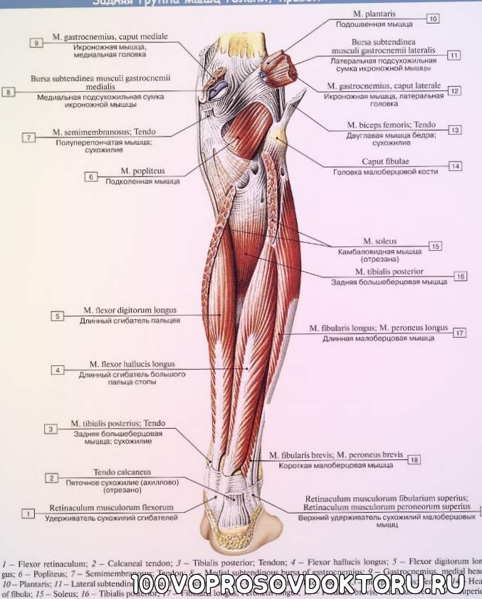 Камбаловидная мышца — функции и тренировка