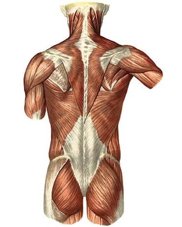 Анатомия мышц спины,широчайшие мышцы спины,трапециевидная мышца спины