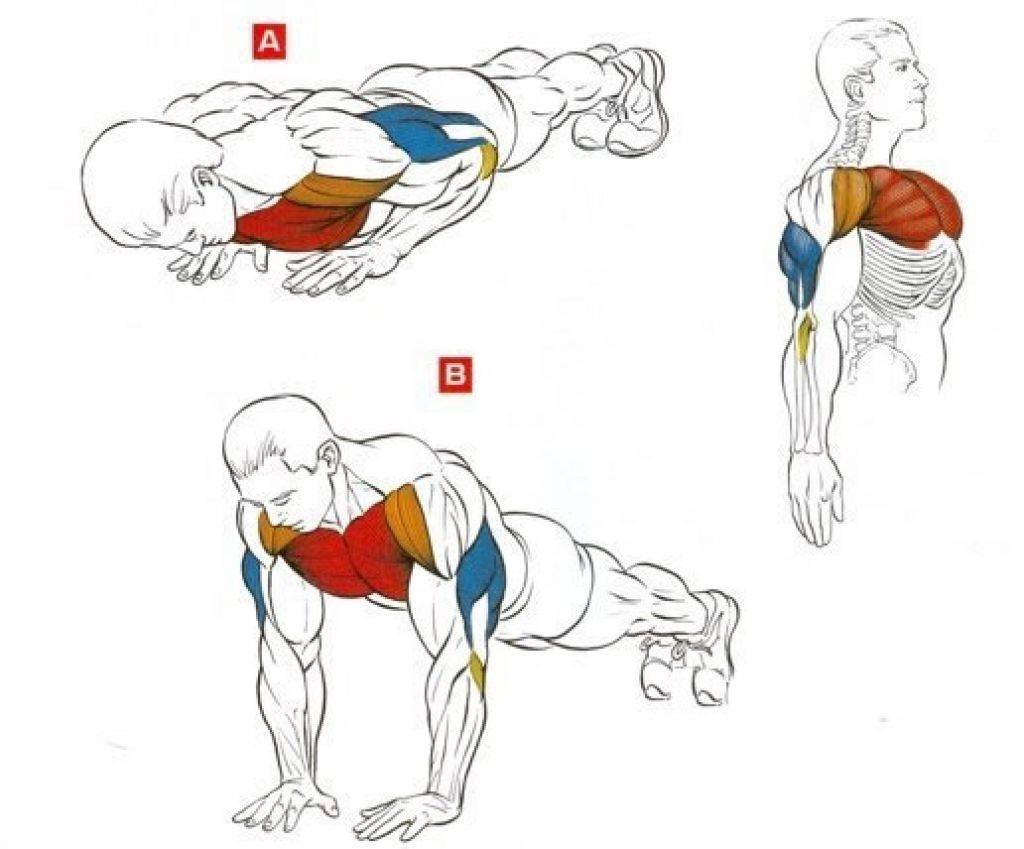 Как накачать грудные мышцы: видео, упражнения, программа тренировок