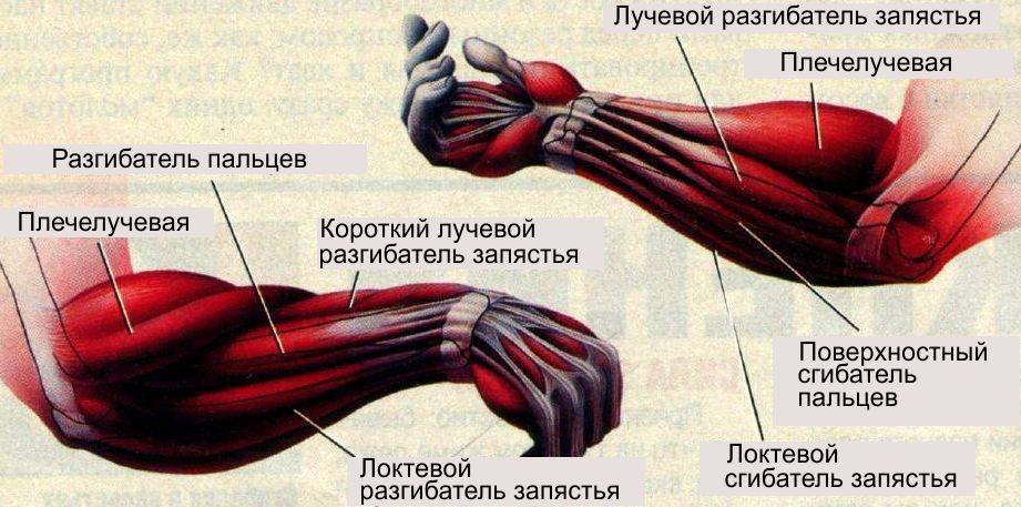Мышцы предплечья и их функции. анатомия мышц плеча и предплечья