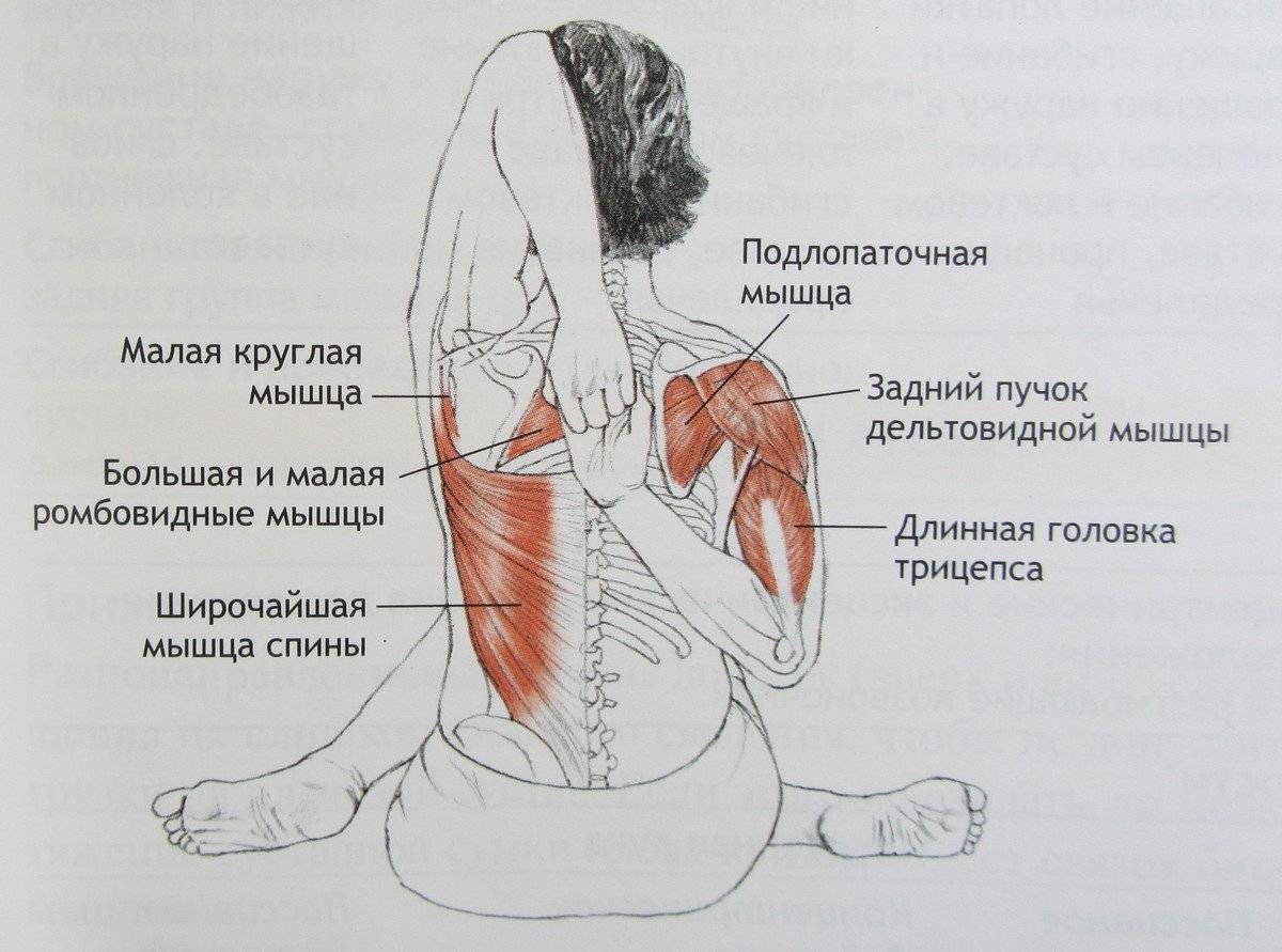 10 упражнений для растяжки спины и позвоночника
