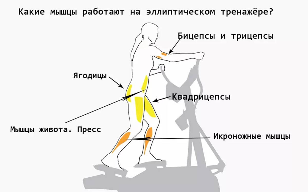 Тренажер лестница: как правильно заниматься, какие мышцы работают