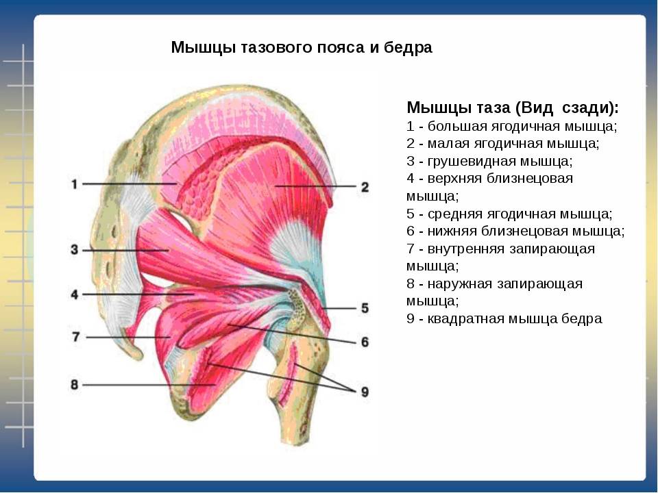 Мышцы таза схема