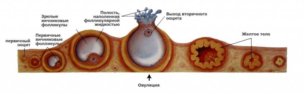 Овуляцией называется выход яйцеклетки. Везикулярный фолликул. Овуляционный фолликул. Яичник с созревшим фолликулом.