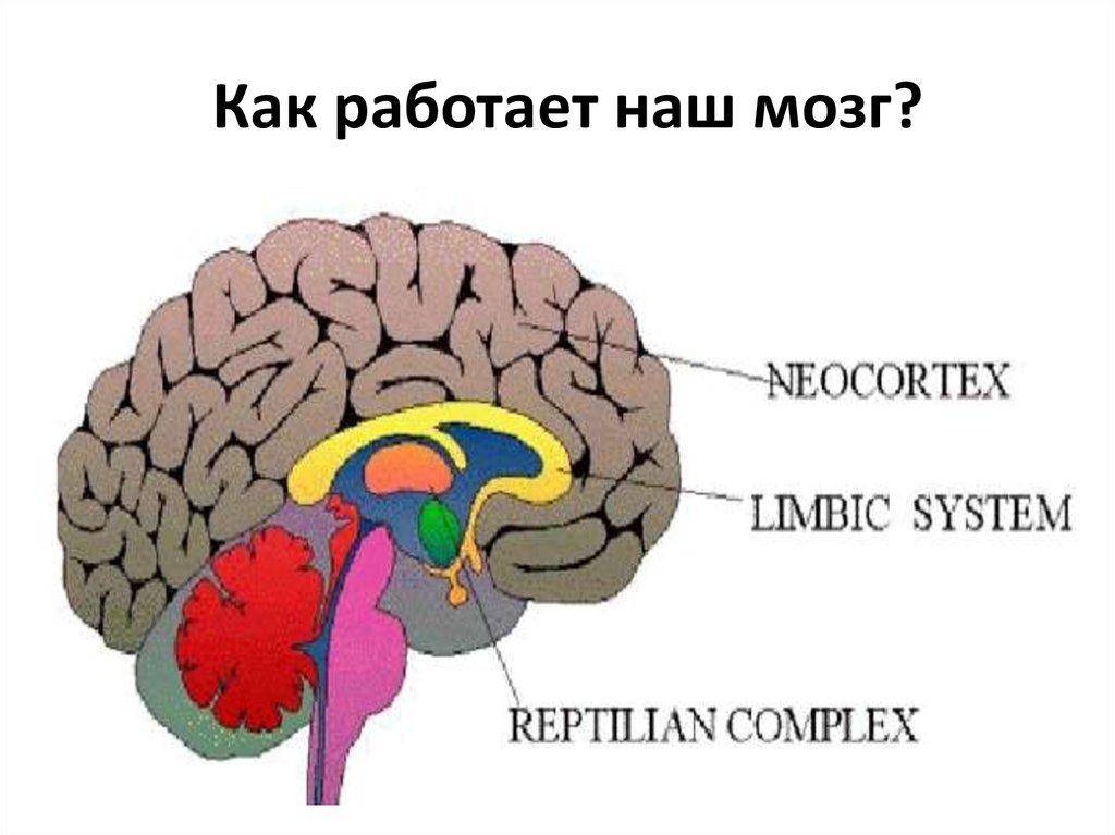 Возможности человеческого мозга - на что способен человеческий мозг