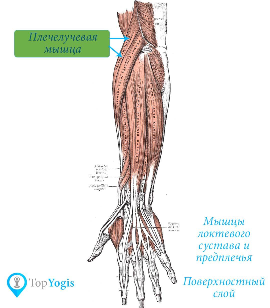 Платизма - мышца шеи, комплекс упражнений для укрепления, функции и анатомия