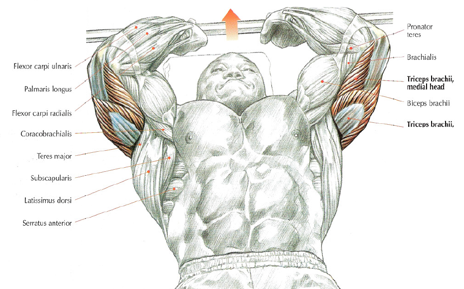 Анатомия мышц рук (бицепсов и трицепсов): все тонкости и секреты