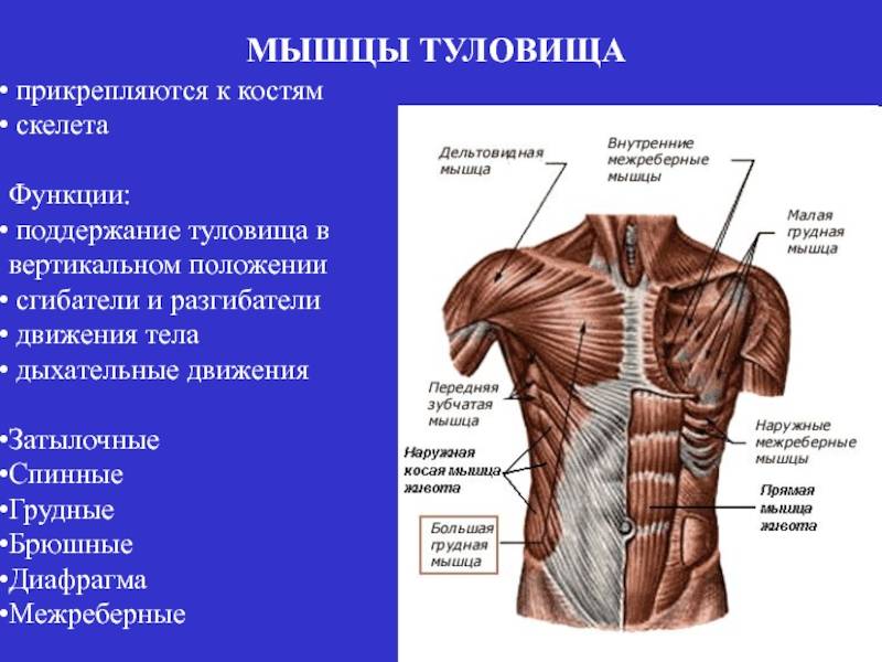 Мышцы спины: строение и функции