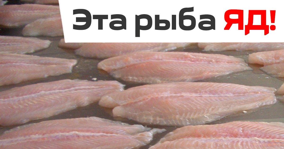 Тилапия (тиляпия): что за рыба, где водится, состав, калорийность, польза и вред