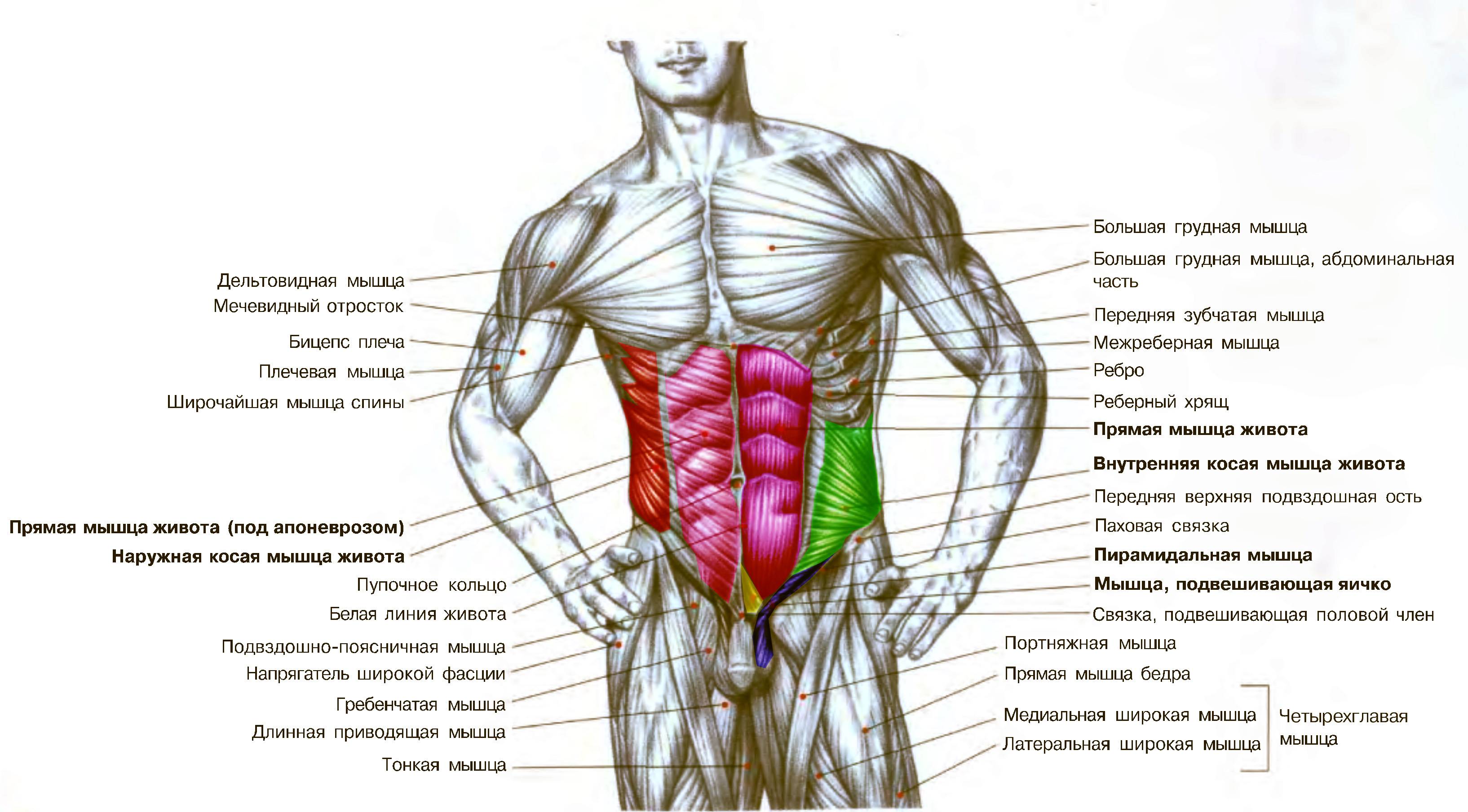 Как накачать пресс ✔ анатомия брюшных мышц и лучшие упражнения
