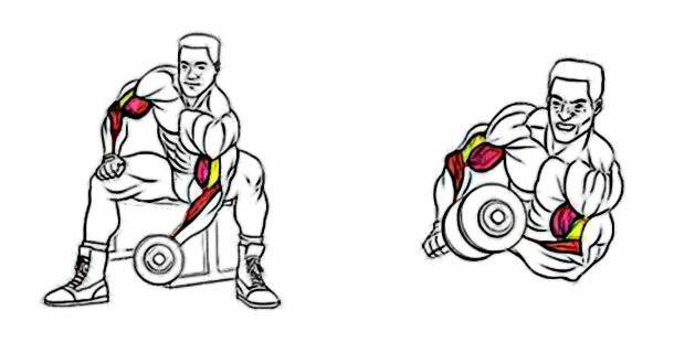 Поочередный подъем гантелей на бицепс, советы в тренировках мышц