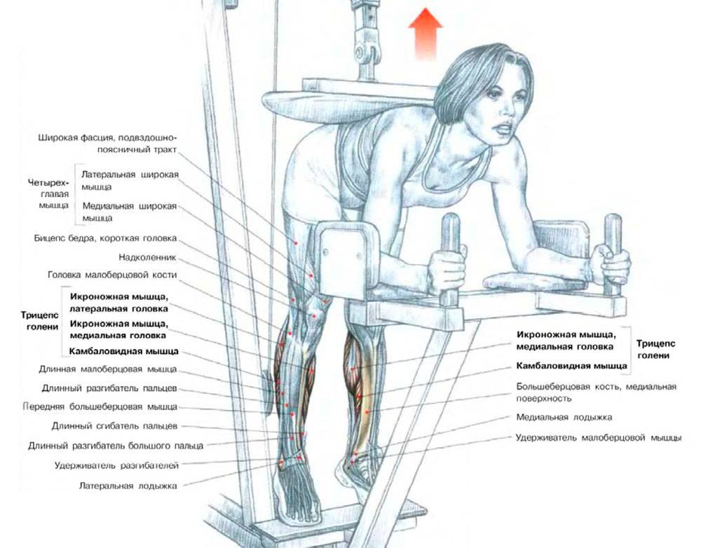 Подъем на носки сидя: особенности и техника выполнения упражнения