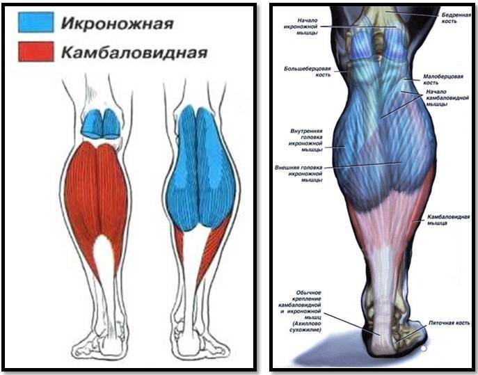 Камбаловидная мышца: где находится, функции, анатомия и упражнения