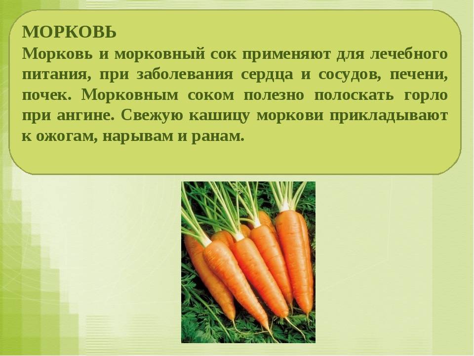 Морковь: состав, полезные свойства и противопоказания