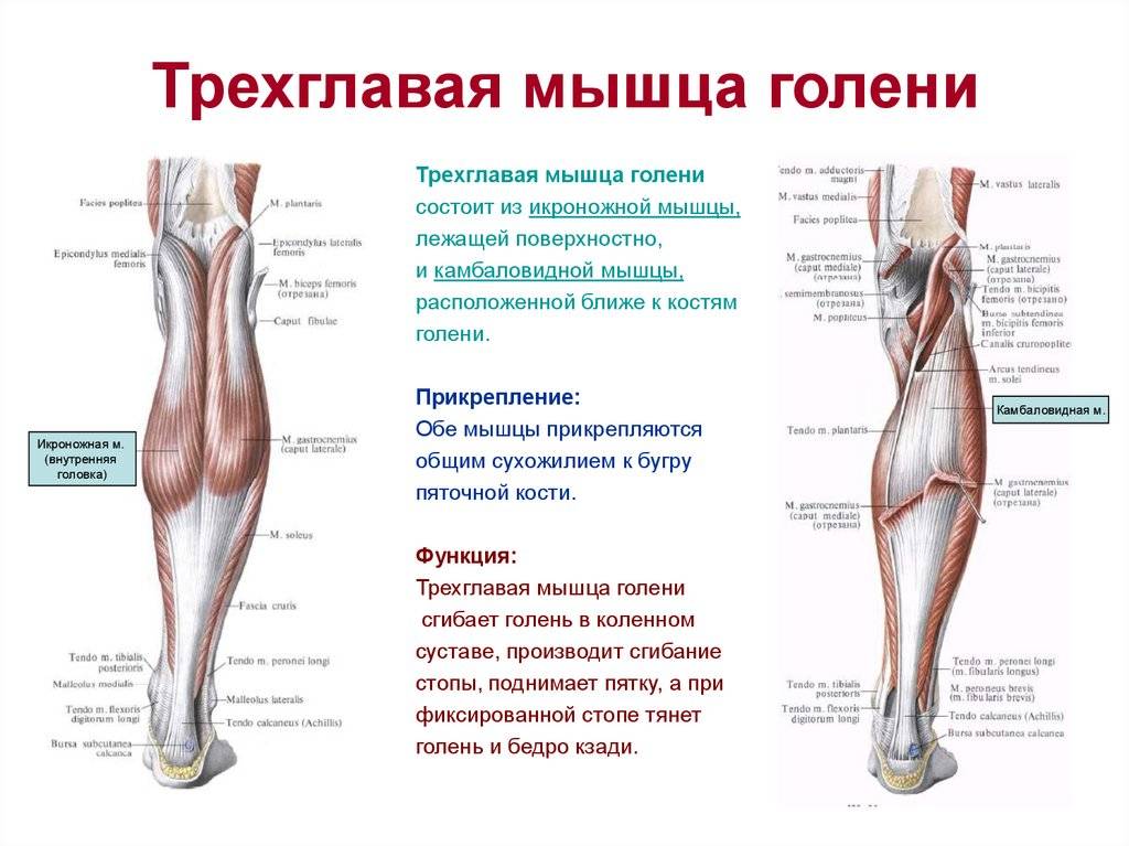 Мышцы ног и ягодиц: строение и функции