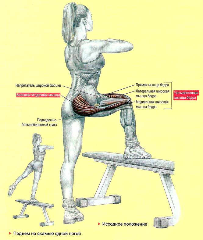 Мышцы бедра (сгибатели) человека | анатомия мышц бедра, строение, функции, картинки на eurolab