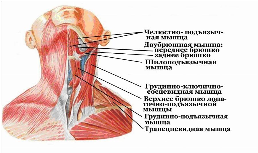 Мышцы шеи человека | анатомия мышц шеи, строение, функции, картинки на eurolab