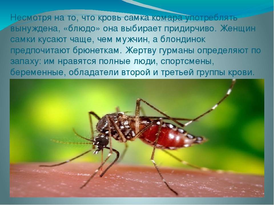 Российские ученые назвали «самую вкусную» группу крови для комаров | forpost